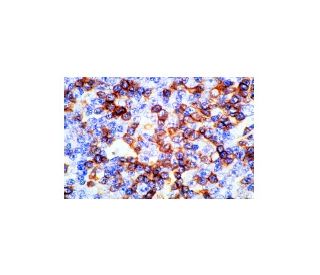 CD14抗体(UCH-M1) | SCBT - Santa Cruz Biotechnology