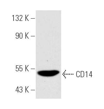 cd14-antibody-uch-m1-western-
