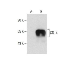 CD14 Antibody (5A3B11B5) - Western Blotting - Image 127825