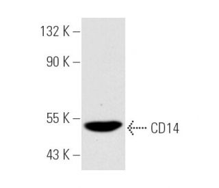 CD14 Antibody (UCH-M1) - Western Blotting - Image 4742The Double Nickase Plasmid features a U6 promoter for sgRNA expression, a 20 nt targeting sequence, and a gRNA scaffold to guide Cas9n. It includes a CBh promoter for Cas9n (D10A) and puromycin resistance, GFP for transfection verification, and nuclear localization signals (NLS). The 2A peptide allows co-expression of Cas9n and Puro from a single promoter, enabling precise genome editing with reduced off-target effects.
