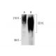 CD15 Antibody (28) - Western Blotting - Image 137860