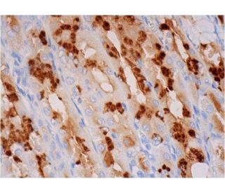 CD15 Antibody (BRA-4F1) - Immunohistochemistry - Image 293338 