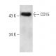 CD15 Antibody (By87a) - Western Blotting - Image 12837