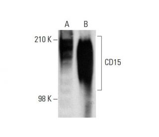 CD15 Antibody (By87a) - Western Blotting - Image 137863 