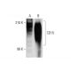 CD15 Antibody (By87a) - Western Blotting - Image 137863 