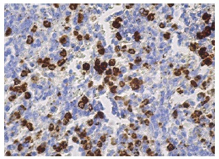 cd15-antibody-c3d-1-