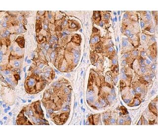 CD15 Antibody (C3D-1) | SCBT - Santa Cruz Biotechnology