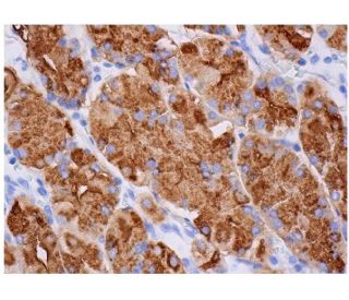 CD15 Antibody (HI98) - Immunohistochemistry - Image 284749 