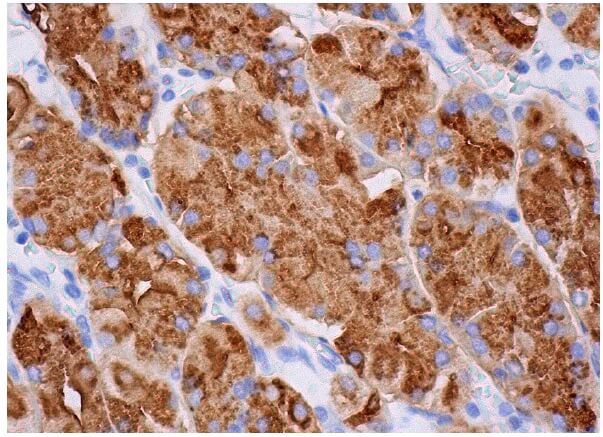 cd15-antibody-hi98-