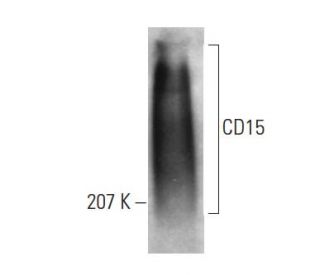 cd15-antibody-hi98-western-