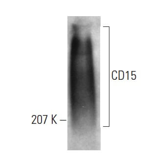 CD15 Antibody (HI98) | SCBT - Santa Cruz Biotechnology