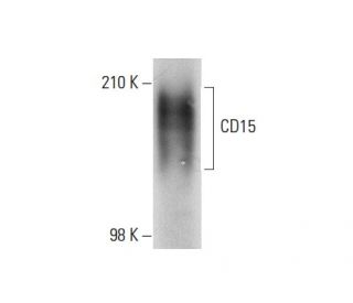 CD15 Antibody (VIM-C6) - Western Blotting - Image 137866
