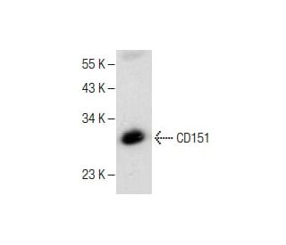 western blotting image from recommended CD151 (H-8) monoclonal antibody replacement. Image 282214