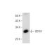 western blotting image from recommended CD151 (H-8) monoclonal antibody replacement. Image 282214