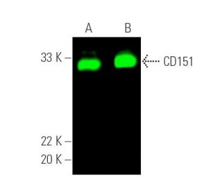 CD151 Antibody (H-8) - Western Blotting - Image 389799