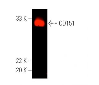 CD151 Antibody (H-8) - Western Blotting - Image 389800