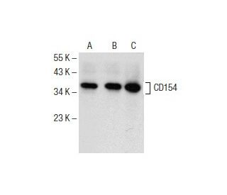 western blotting image from recommended CD154 (F-1) monoclonal antibody replacement. Image 154075