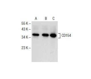 CD154 Antibody (F-1) - Western Blotting - Image 154075 