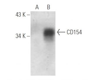 CD154 Antibody (F-1) | SCBT - Santa Cruz Biotechnology