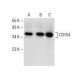 western blotting image from recommended CD154 (F-1) monoclonal antibody replacement. Image 154075