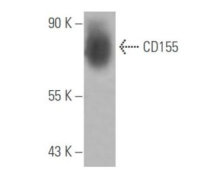 CD155 Antibody (SKII.4) - Western Blotting - Image 15837