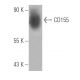 CD155 Antibody (SKII.4) - Western Blotting - Image 15837
