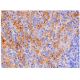 CD16 Antibody (GRM1) - Immunohistochemistry - Image 284748 