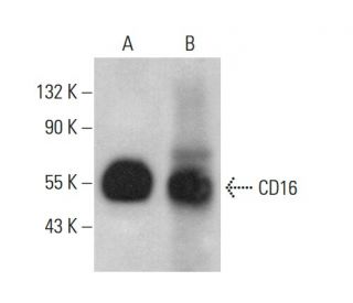 CD16 Antibody (GRM1) - Western Blotting - Image 378527 