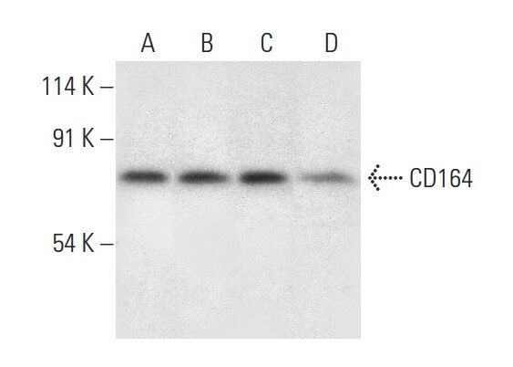 CD164 Antibody (H-4) | SCBT - Santa Cruz Biotechnology