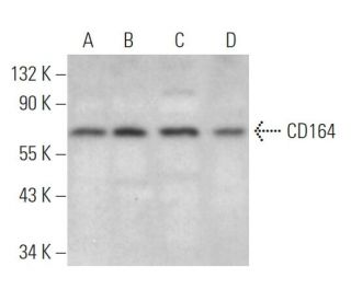 CD164 Antibody (H-4) - Western Blotting - Image 365685Each CRISPR/Cas9 Knockout (KO) Plasmid product consists of a pool of 3 plasmids designed to ensure identification and cleavage of a specific gene for maximum knockout efficiency. Each plasmid encodes a unique 20 nt sequence derived from the GeCKO (v2) library.