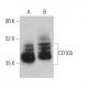 CD165 Antibody (3H1924) - Western Blotting - Image 370120 
