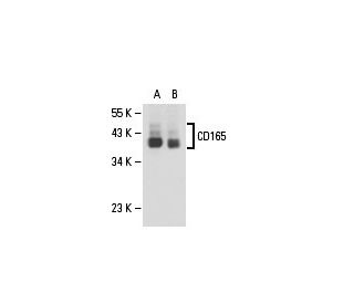 CD165 Antibody (AD2) - Western Blotting - Image 18104 