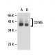 CD165 Antibody (AD2) - Western Blotting - Image 18104 