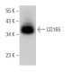 CD165 Antibody (AD2) - Western Blotting - Image 370119