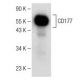 CD177 Antibody (C-1) - Western Blotting - Image 149661