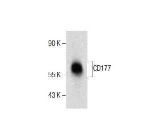CD177 Antibody (C-1) - Western Blotting - Image 281708 