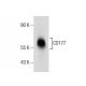 CD177 Antibody (C-1) - Western Blotting - Image 281708 
