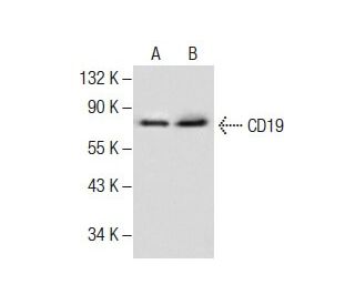 western blotting image from recommended CD19 (B-1) monoclonal antibody replacement. Image 287466