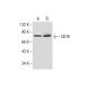 western blotting image from recommended CD19 (B-1) monoclonal antibody replacement. Image 287466