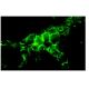 CD19 Antibody (HD237) - Immunofluorescence - Image 9148 