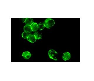 CD19 Antibody (HIB19) - Immunofluorescence - Image 9147 