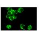 CD19 Antibody (HIB19) - Immunofluorescence - Image 9147 