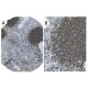 CD19 Antibody (HIB19) - Immunohistochemistry - Image 37559 