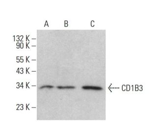 CD1B3 Antibody (CC122) - Western Blotting - Image 380671