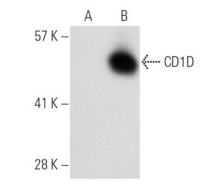 CD1D Antibody (3H649) - Western Blotting - Image 31287