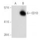 CD1D Antibody (3H649) - Western Blotting - Image 31287