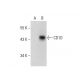 CD1D Antibody (C-9) - Western Blotting - Image 135850