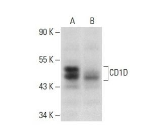 CD1D Antibody (C-9) - Western Blotting - Image 301405 