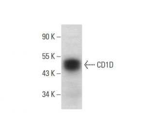 CD1D Antibody (G-10) - Western Blotting - Image 318560 