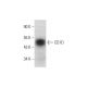 CD1D Antibody (G-10) - Western Blotting - Image 318560 
